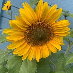 Meet your Posher, Kiley